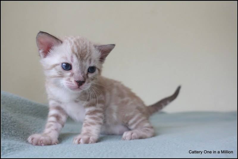 cattery one in a million- joy