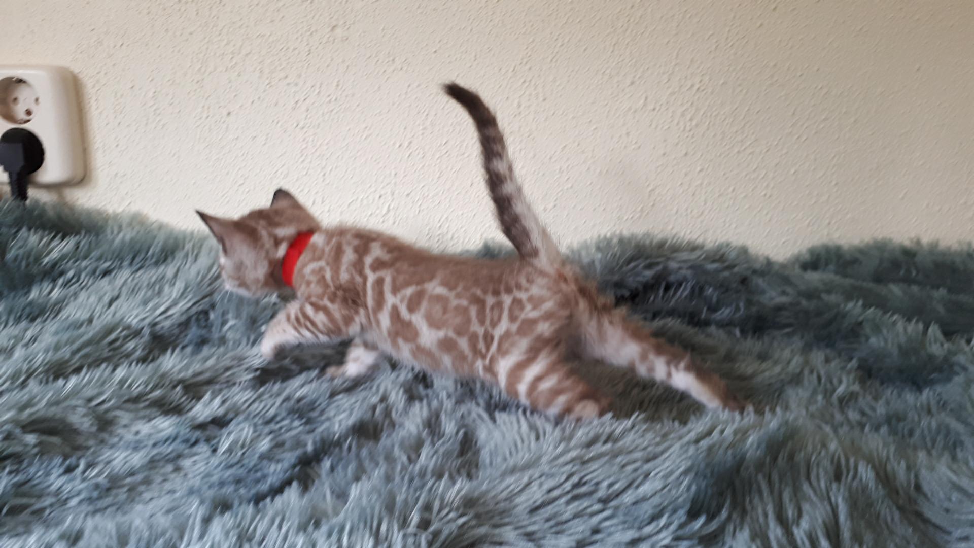 cattery one in a million- river