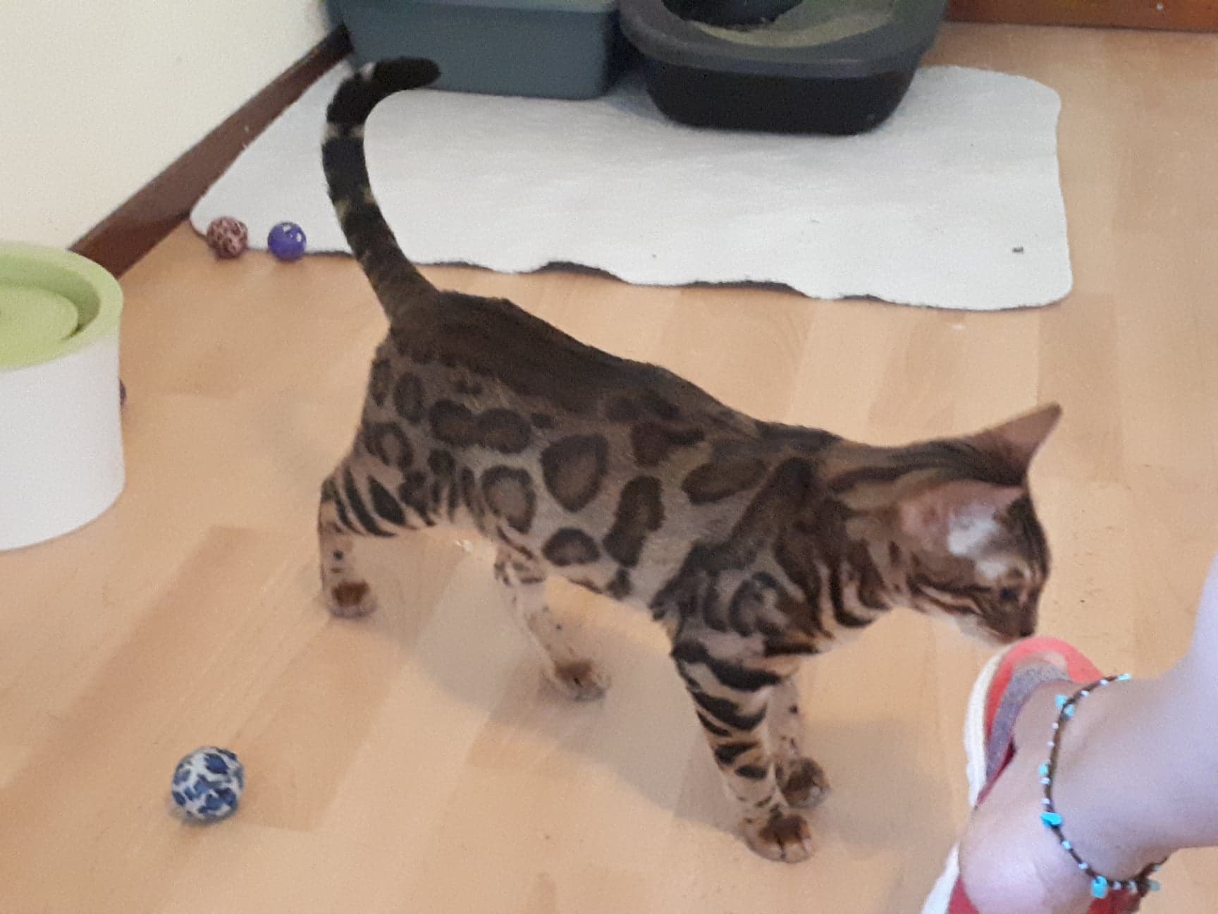 cattery one in a million - Pandora