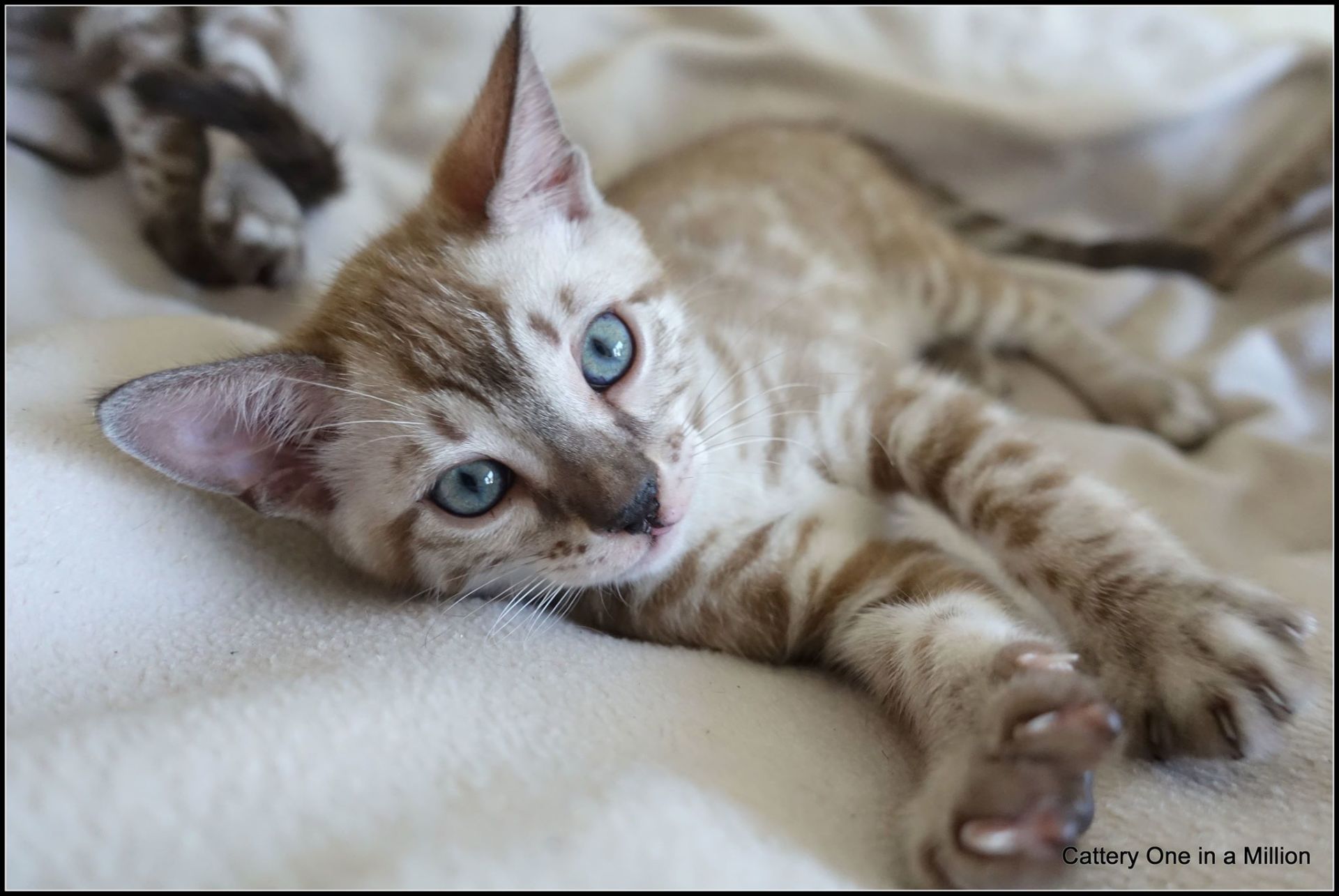 cattery one in a million- joy