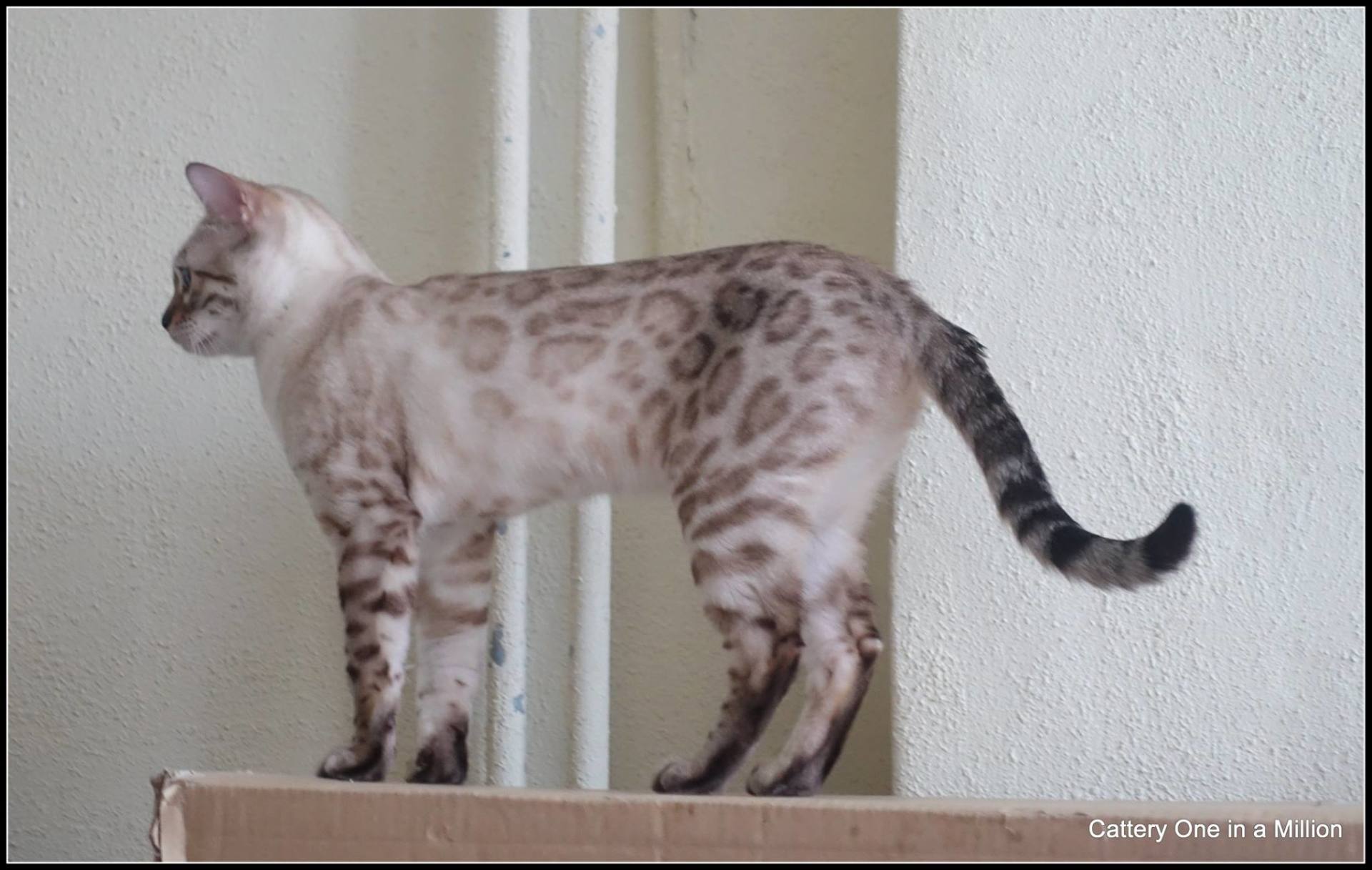 cattery one in a million- Yelana