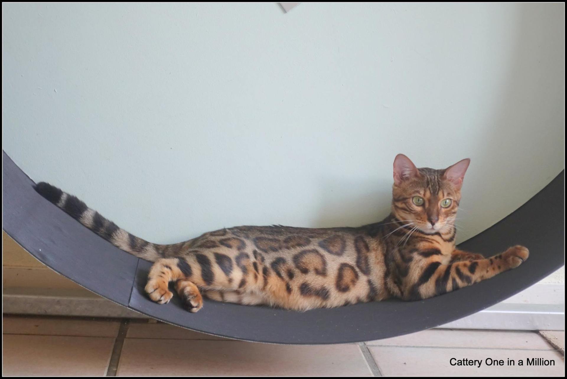 cattery one in a million - Pandora