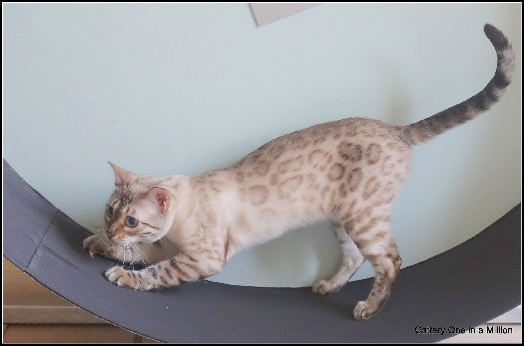 cattery one in a million- Yelana