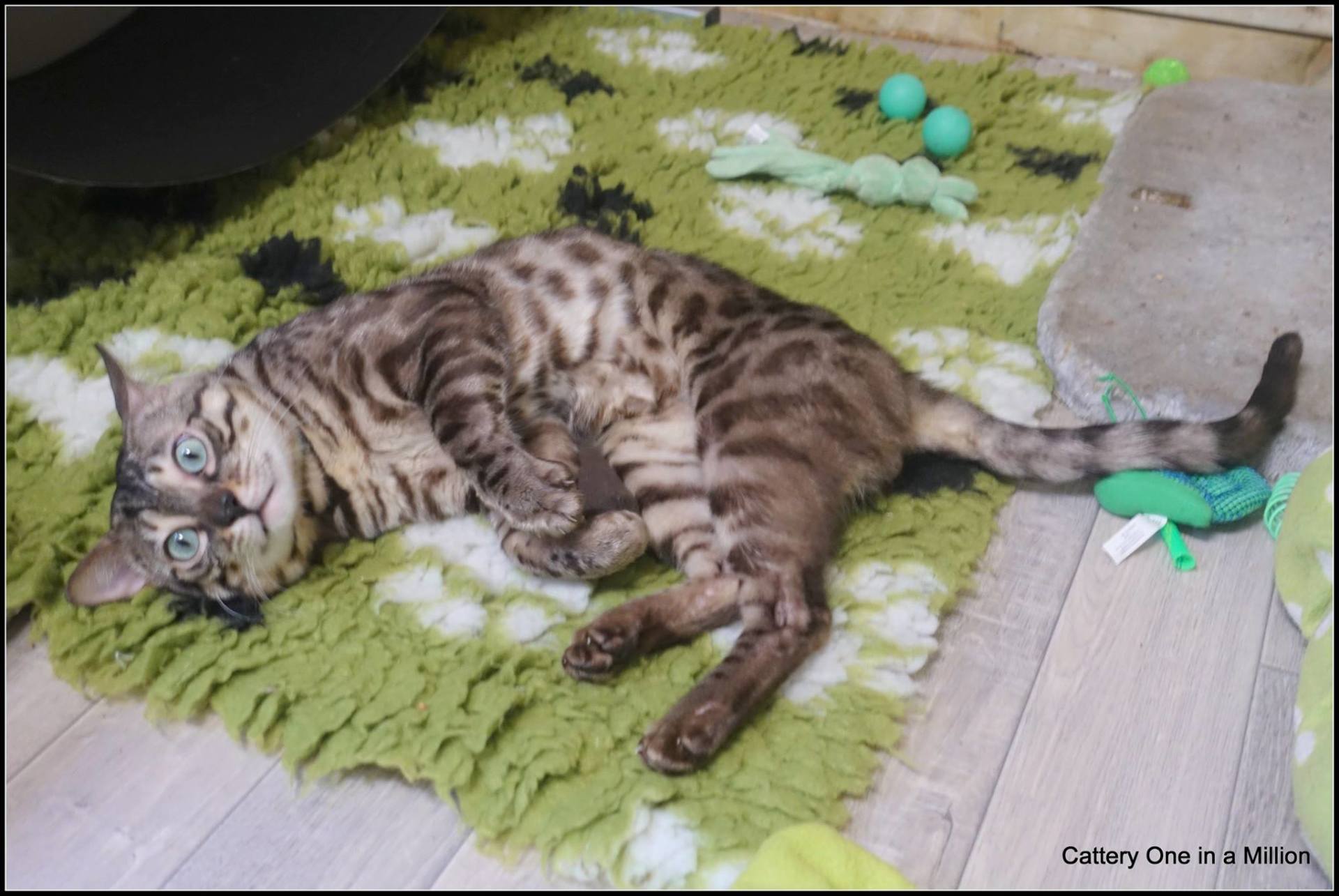 cattery one in a million - Maxx