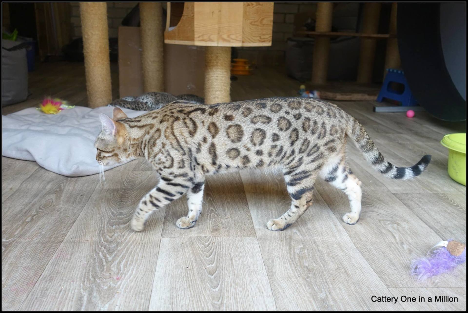 cattery one in a million- whisper
