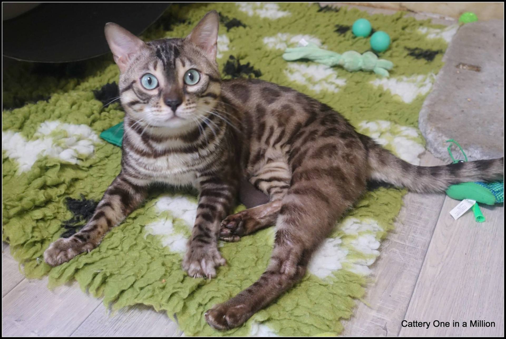 cattery one in a million - de sneeuwbengaal