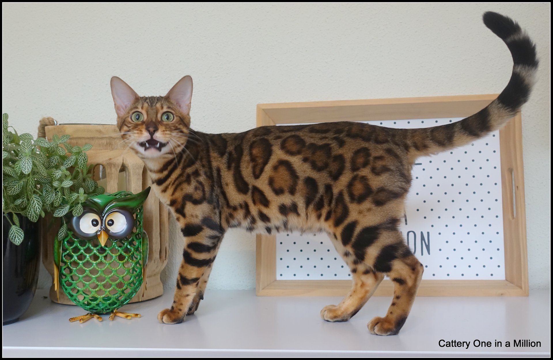 cattery one in a million - Pandora