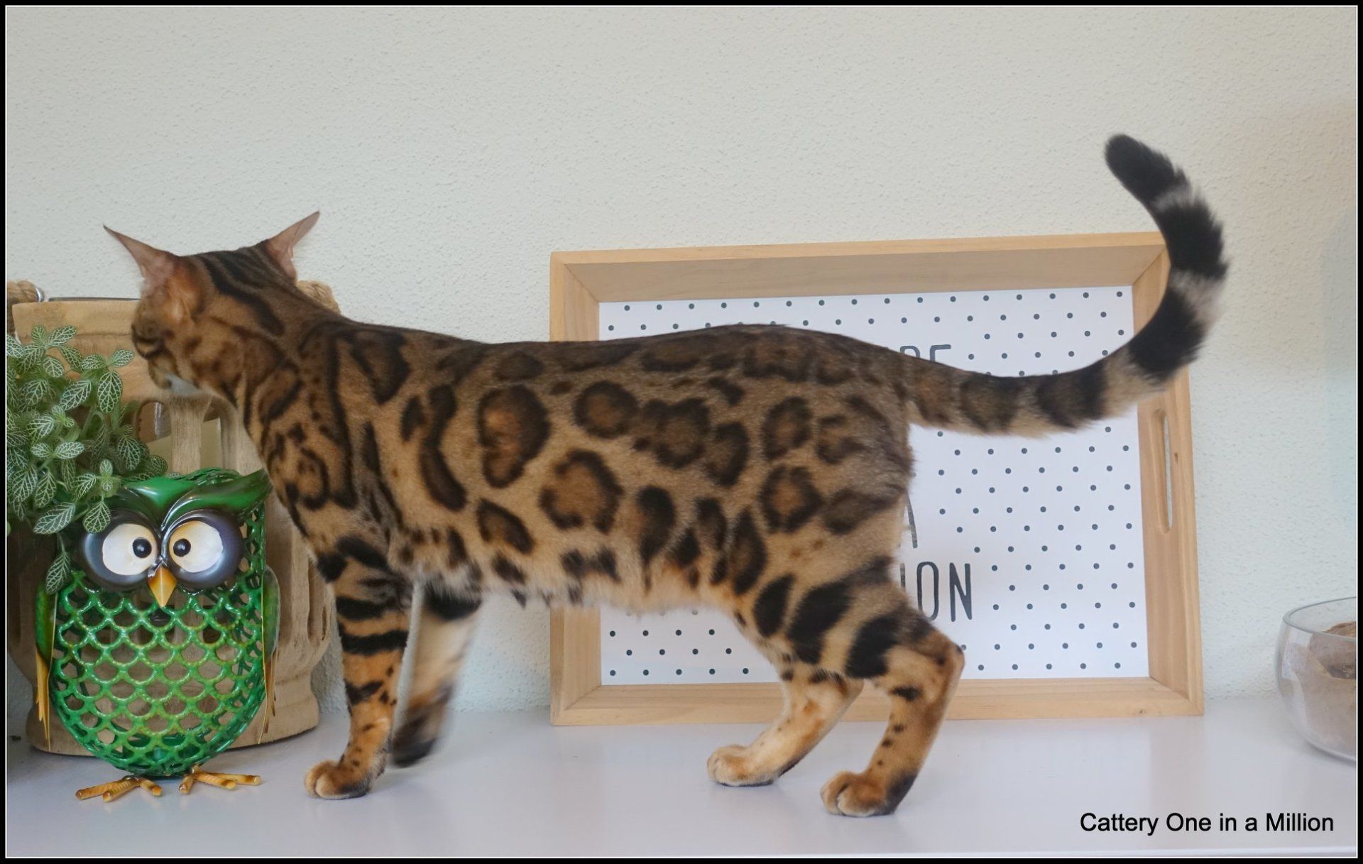 cattery one in a million - Pandora