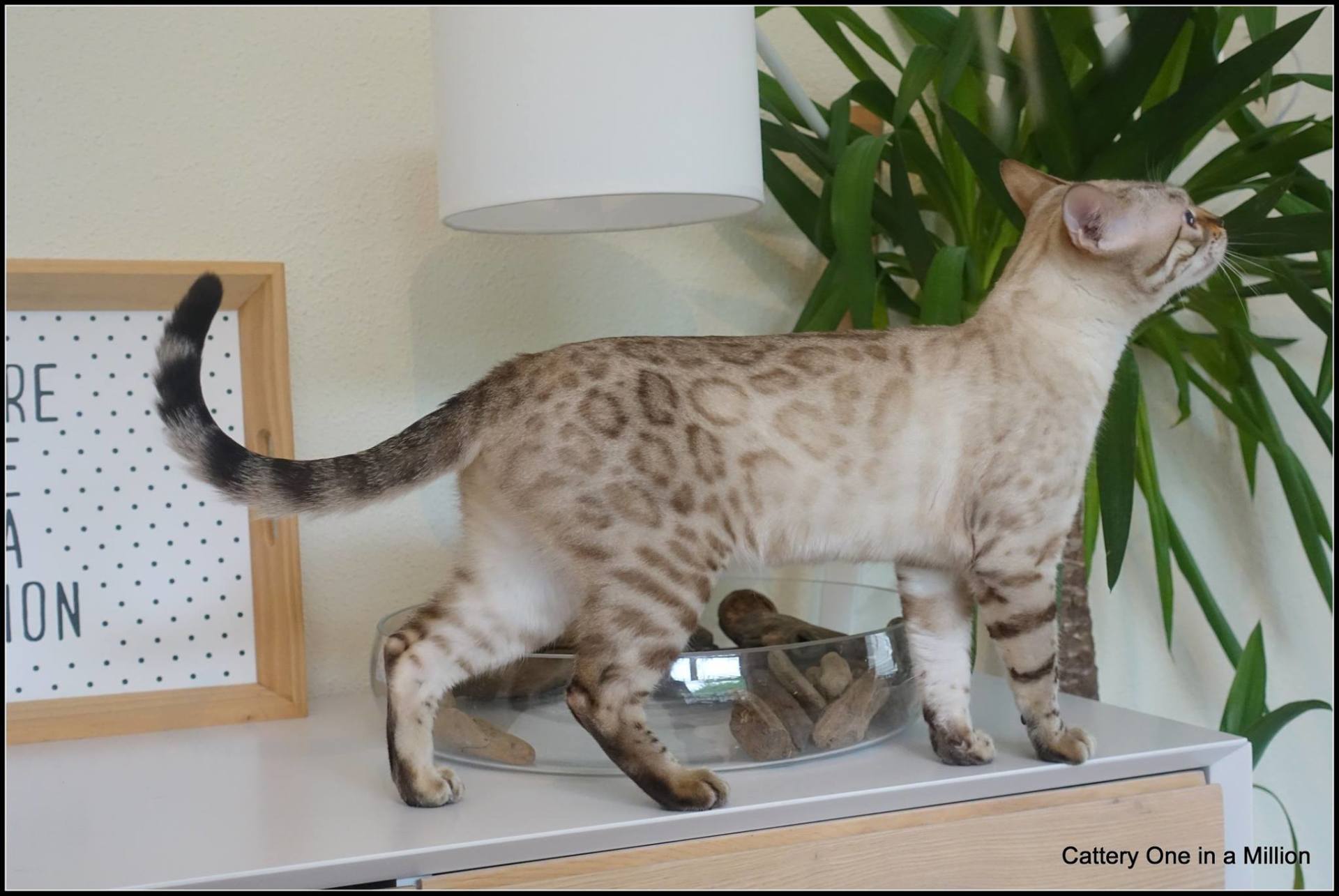 cattery one in a million- Yelana