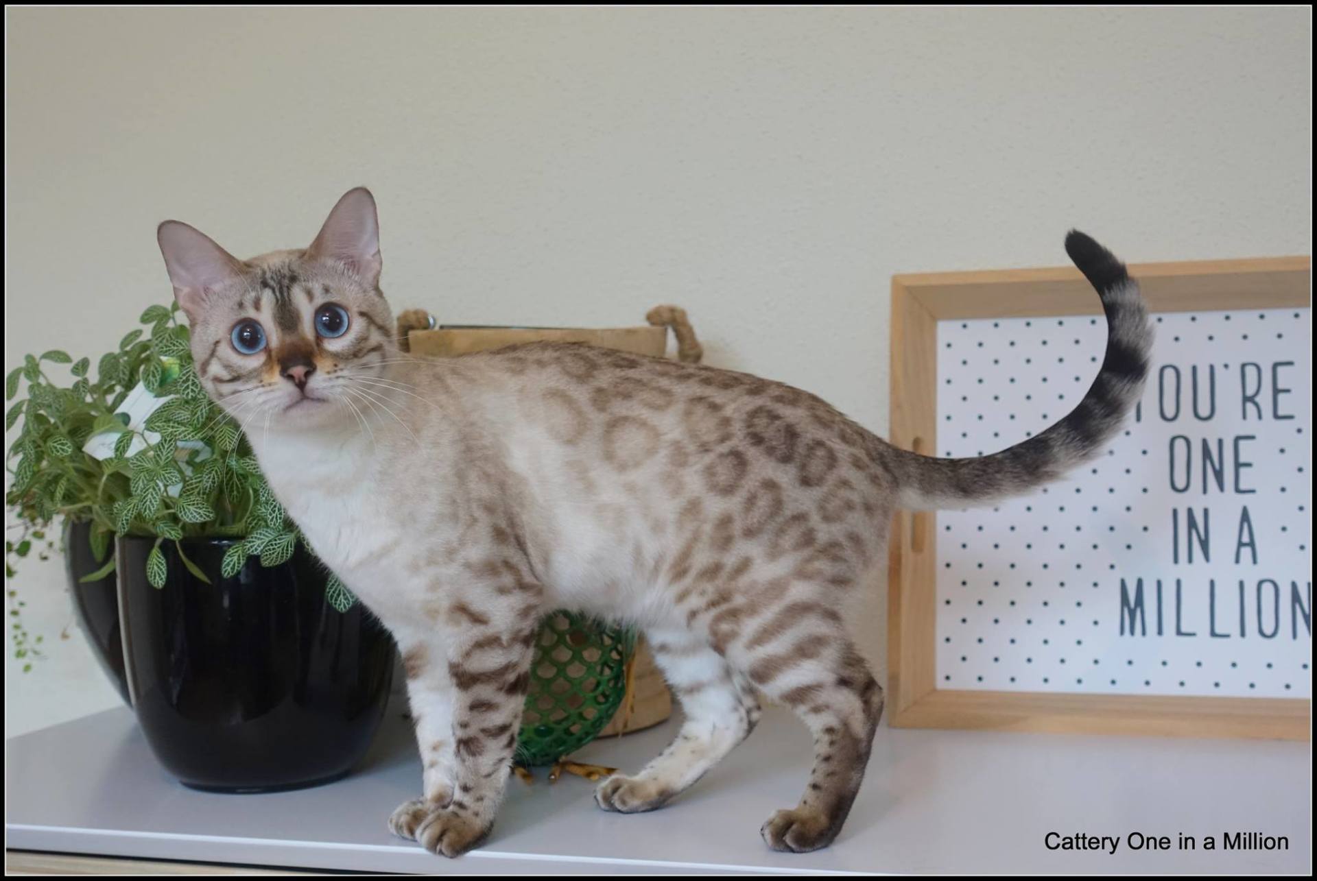 cattery one in a million- Yelana