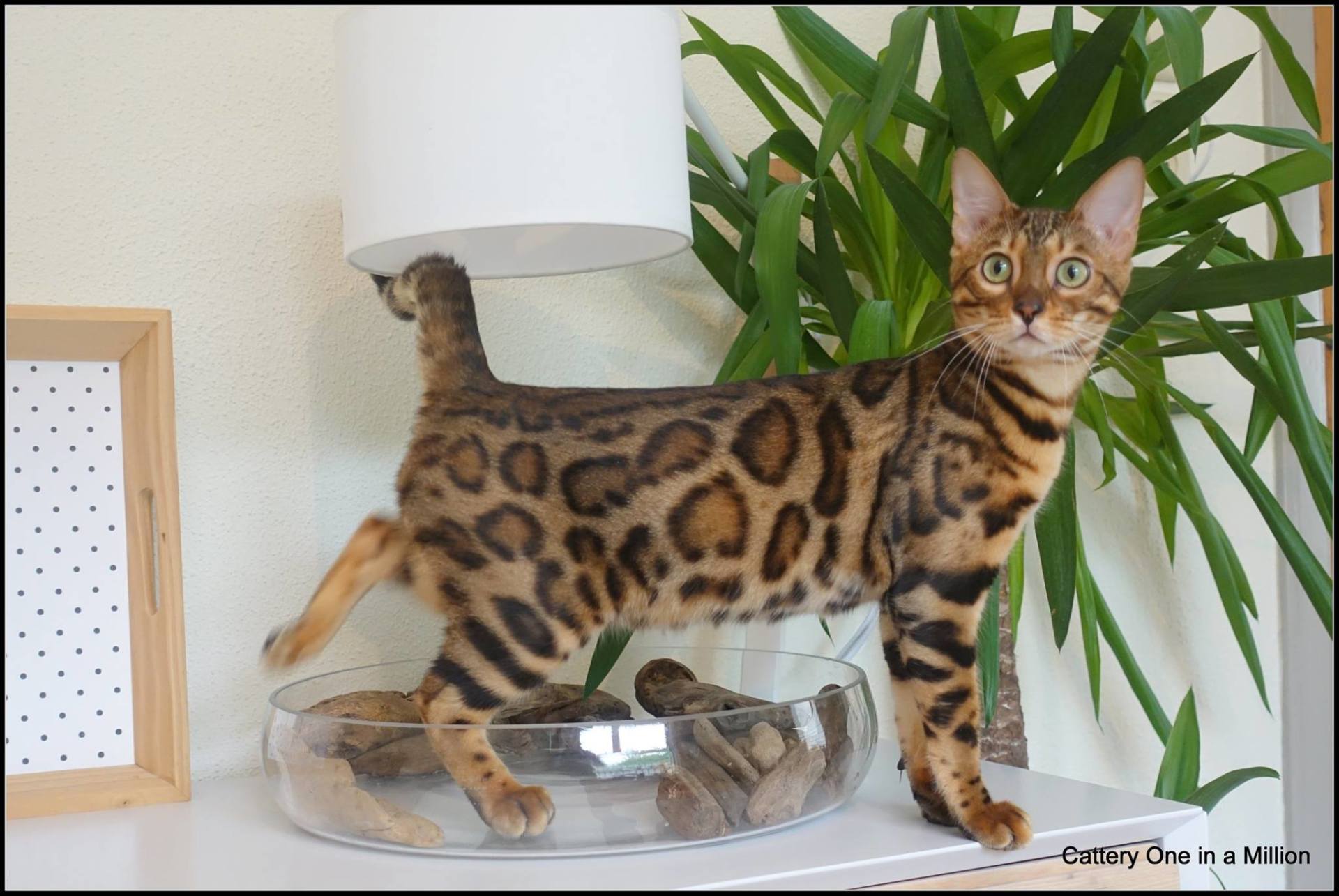 cattery one in a million - Pandora