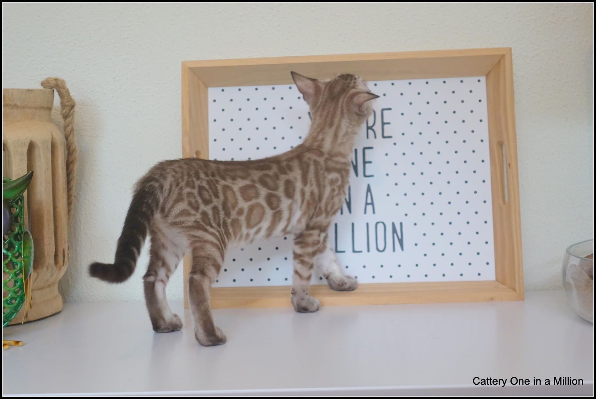 cattery one in a million- river