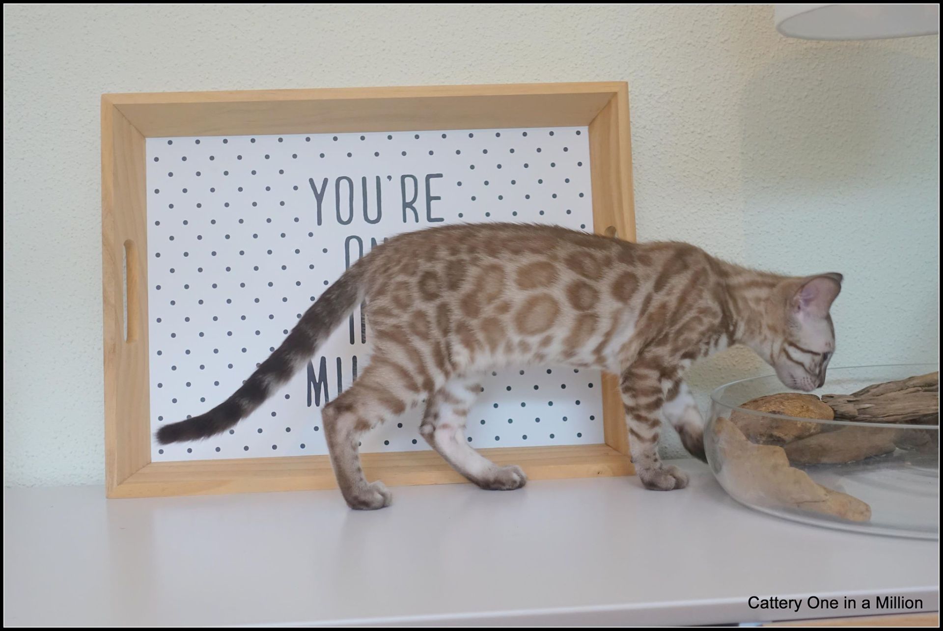 cattery one in a million- river