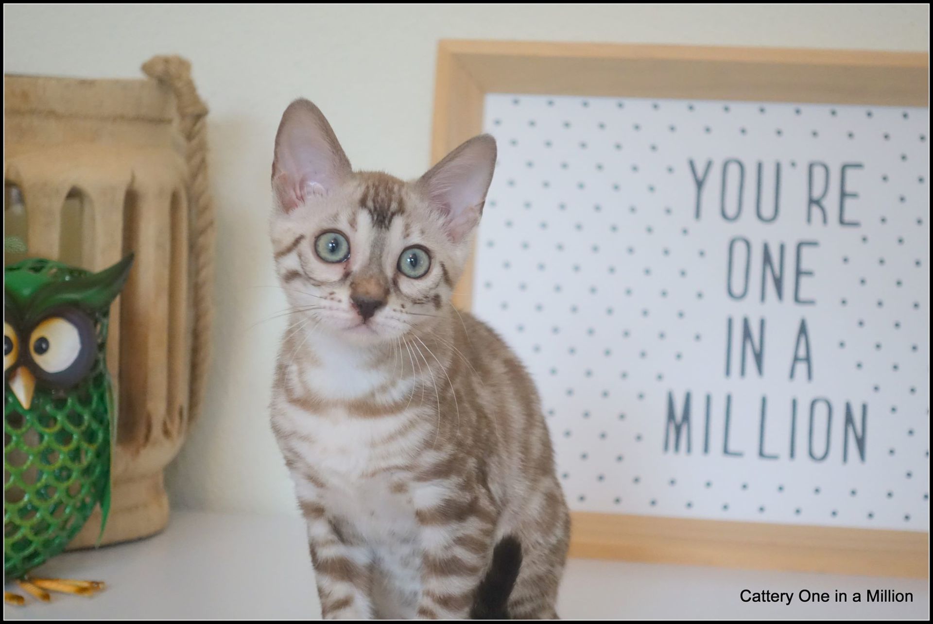 cattery one in a million- joy