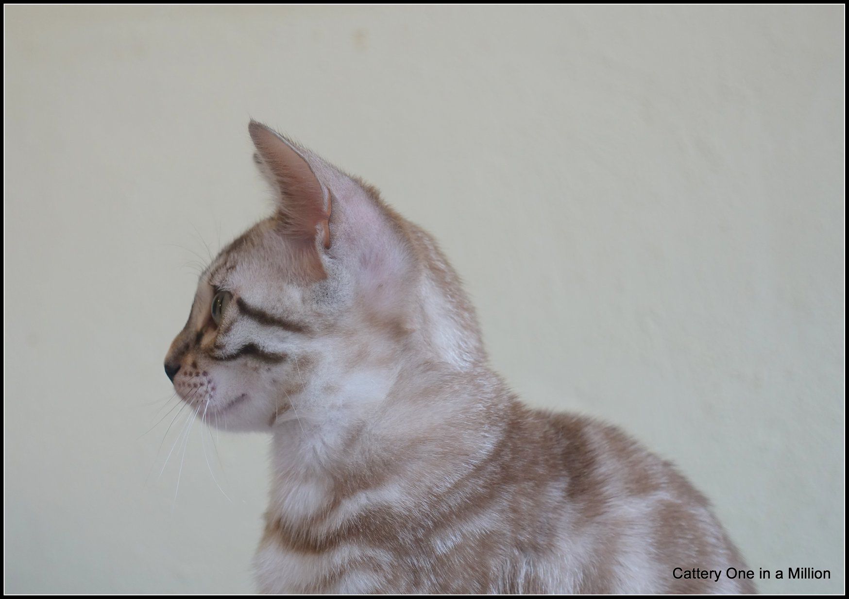cattery one in a million- joy