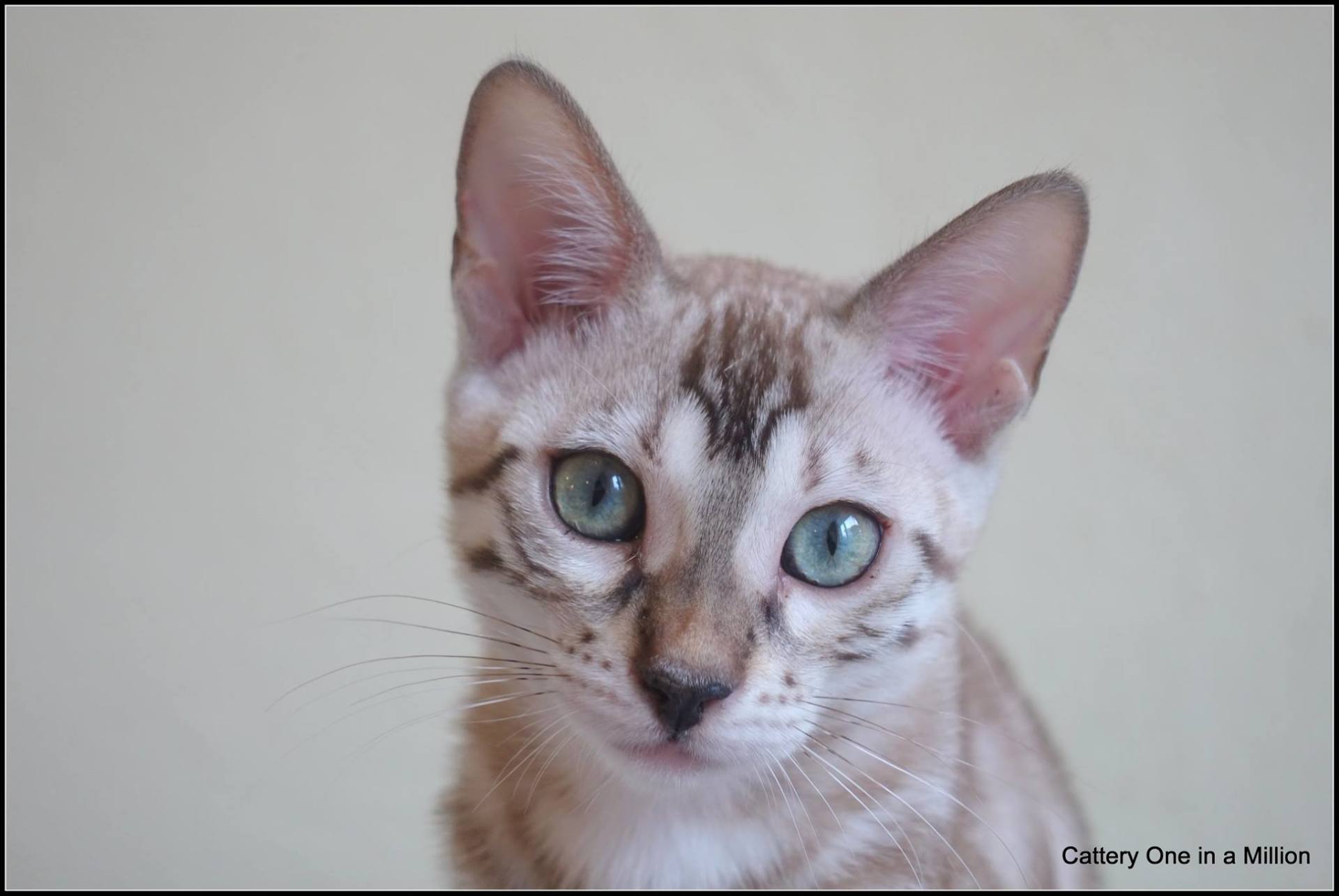cattery one in a million- joy