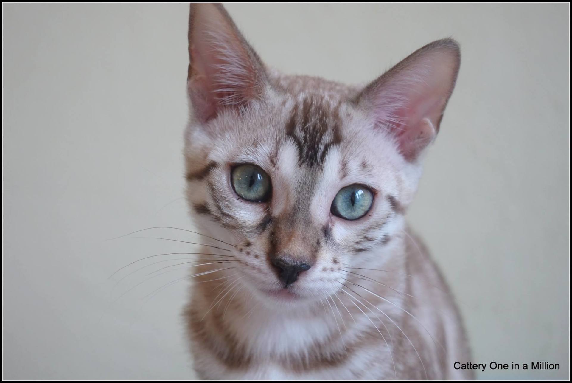cattery one in a million- joy