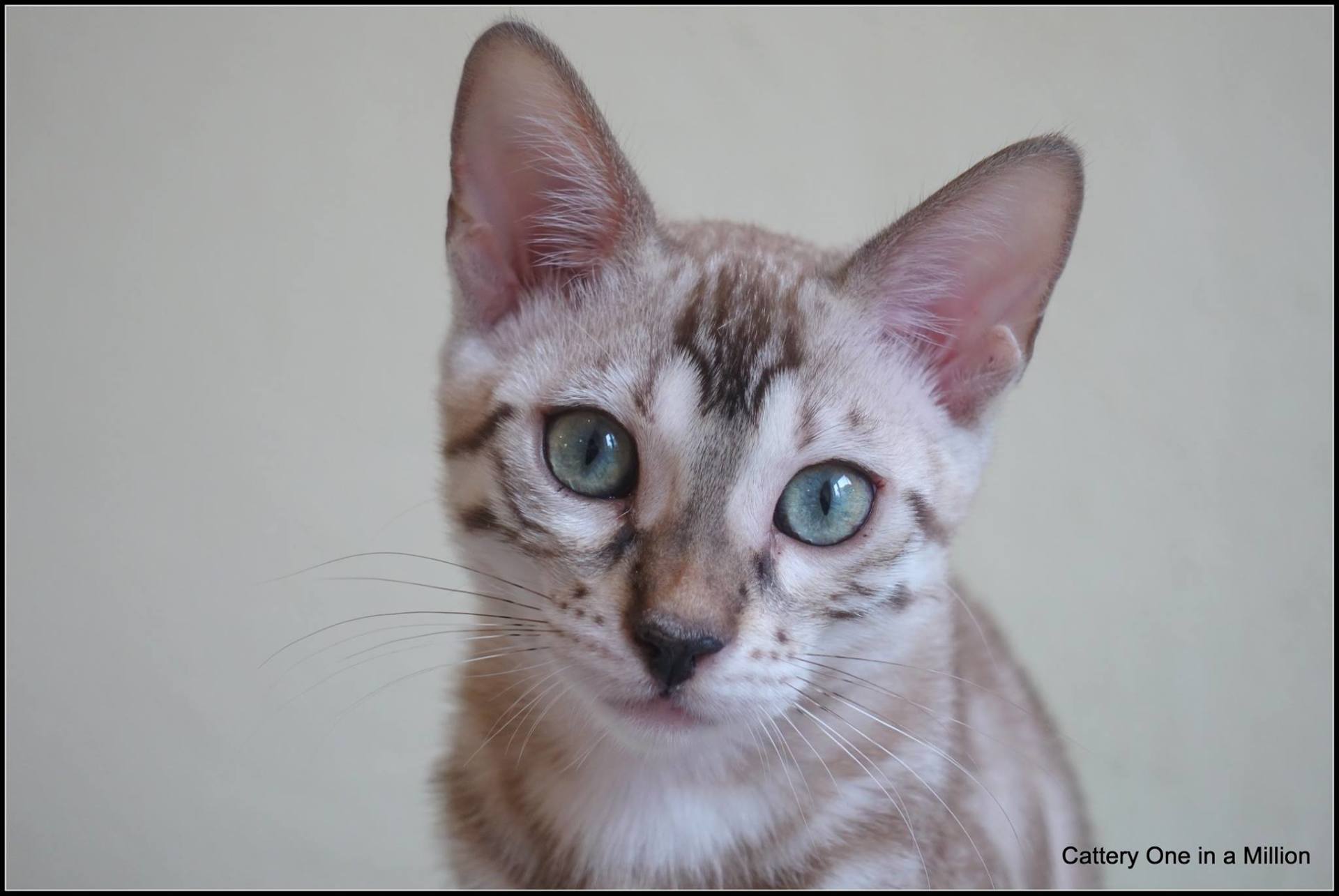 cattery one in a million- joy