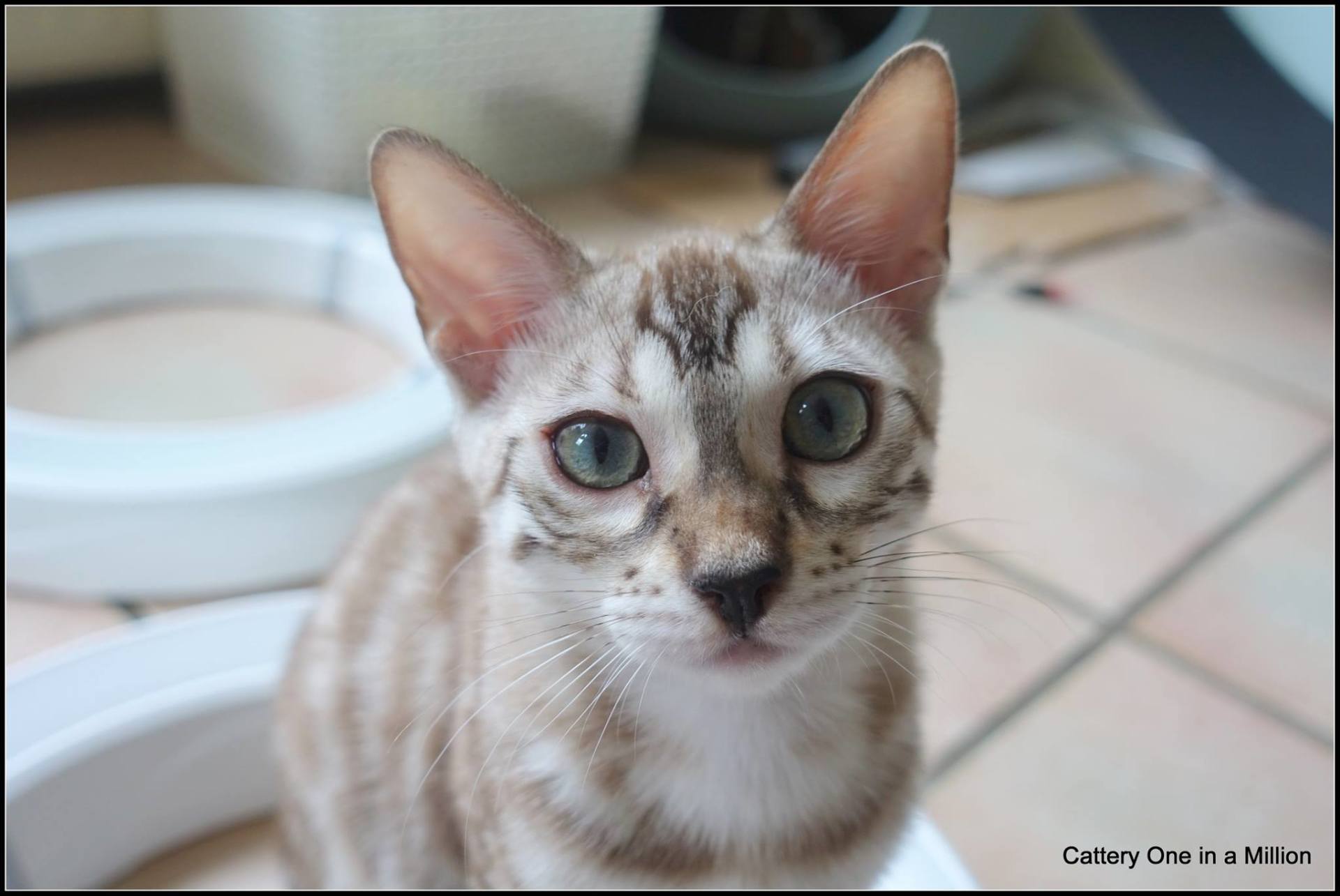 cattery one in a million- joy