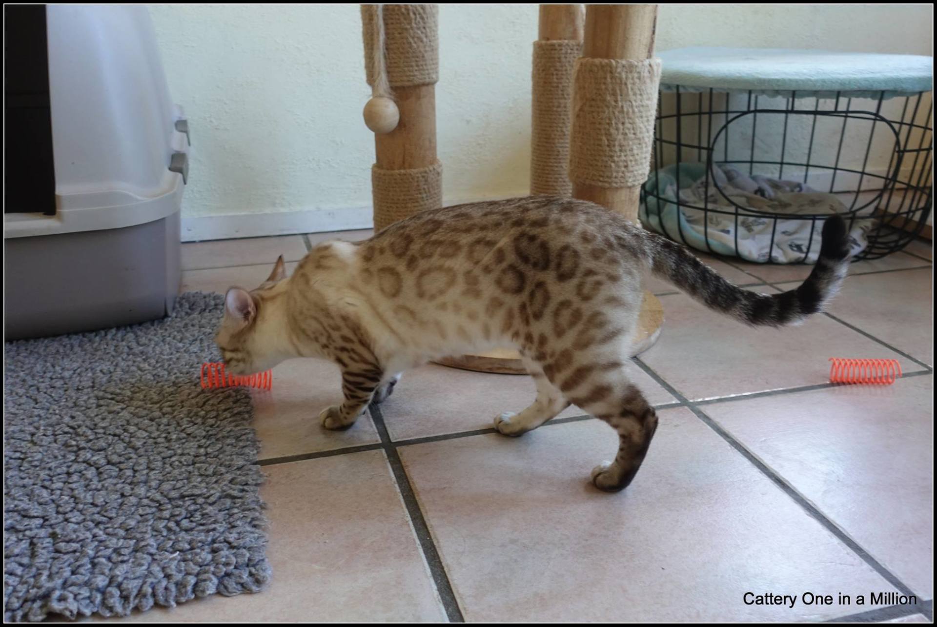cattery one in a million- Yelana