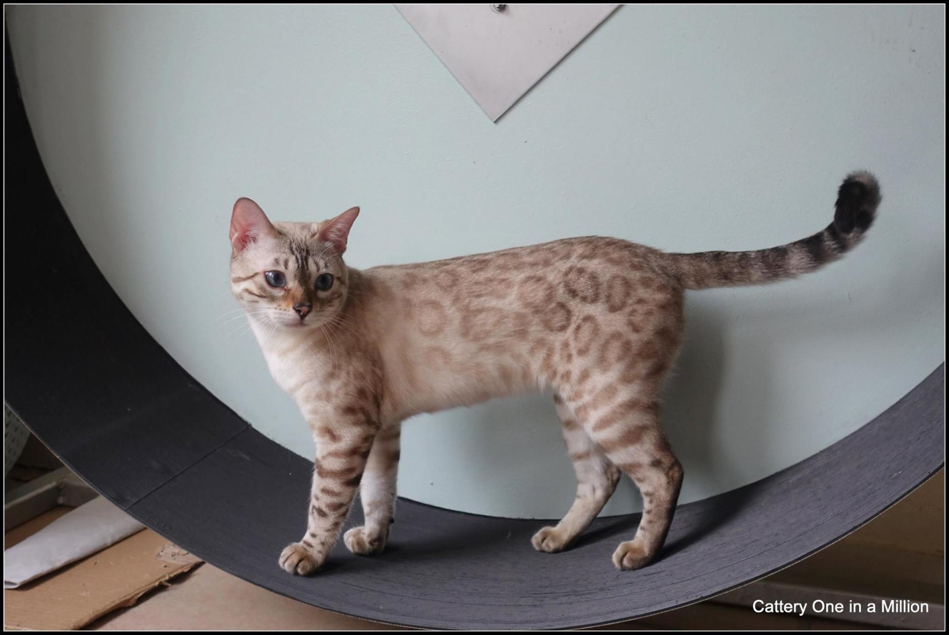 cattery one in a million- Yelana