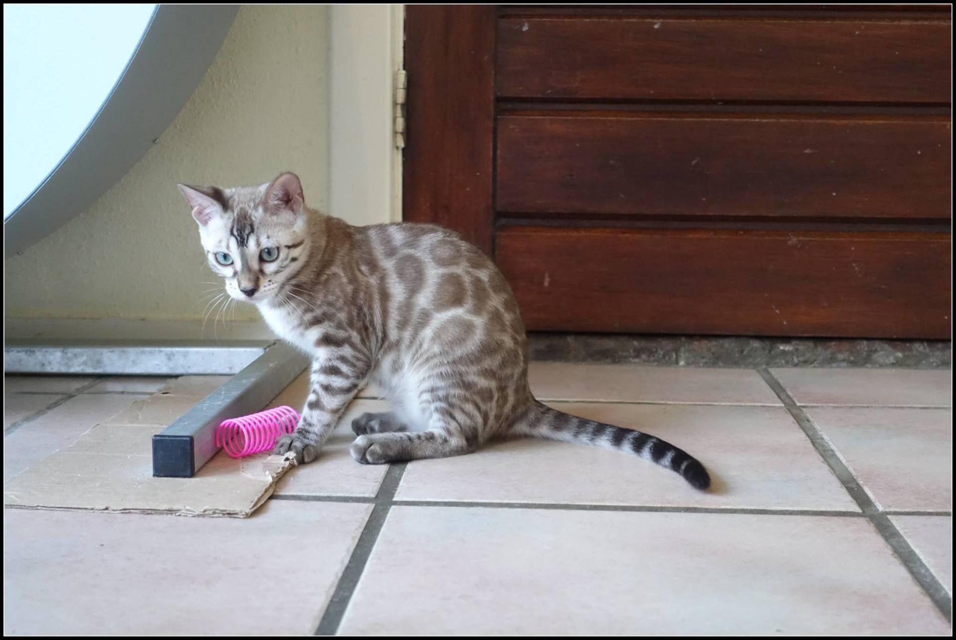 cattery one in a million- joy