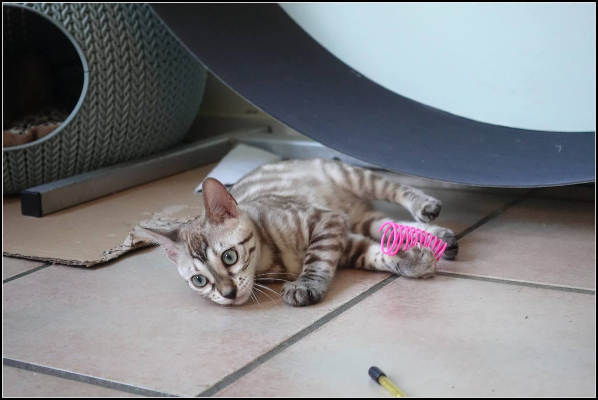 cattery one in a million- joy