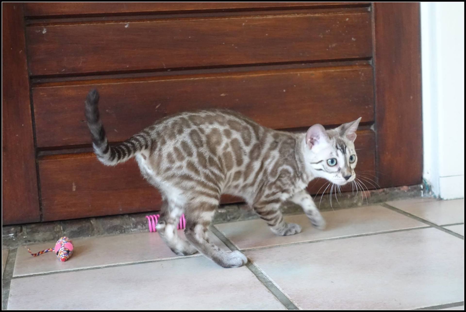 cattery one in a million- joy
