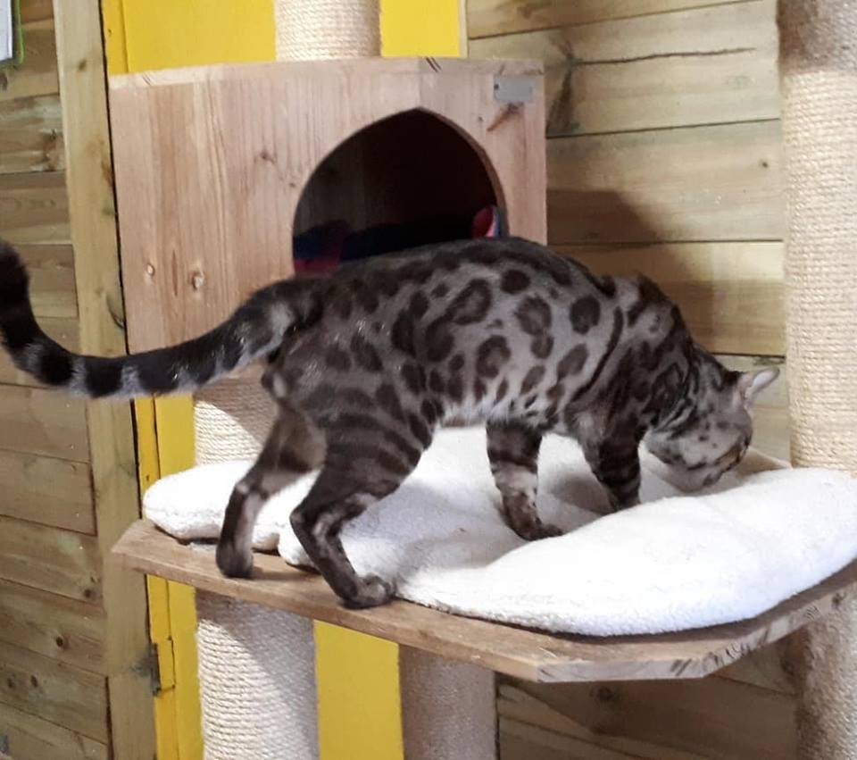 cattery one in a million - Maxx