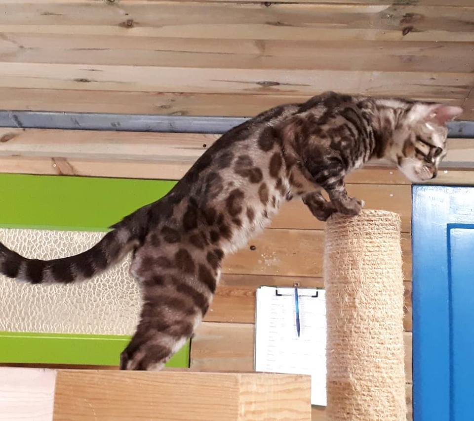 cattery one in a million - de sneeuwbengaal