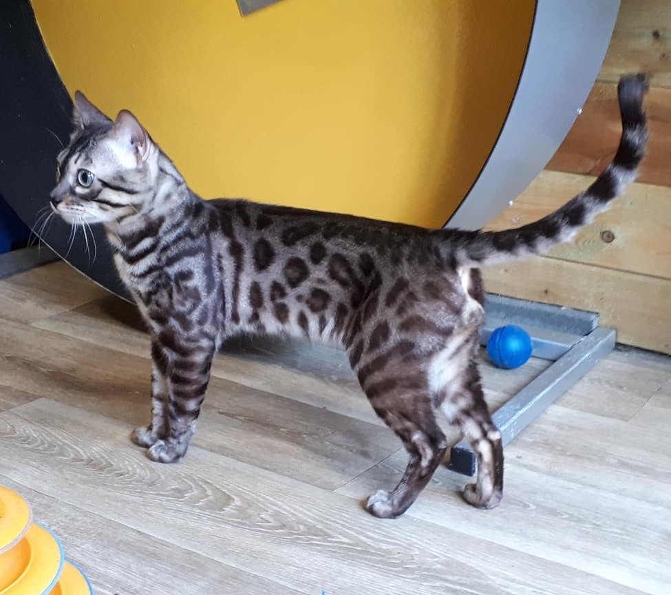 cattery one in a million - de sneeuwbengaal
