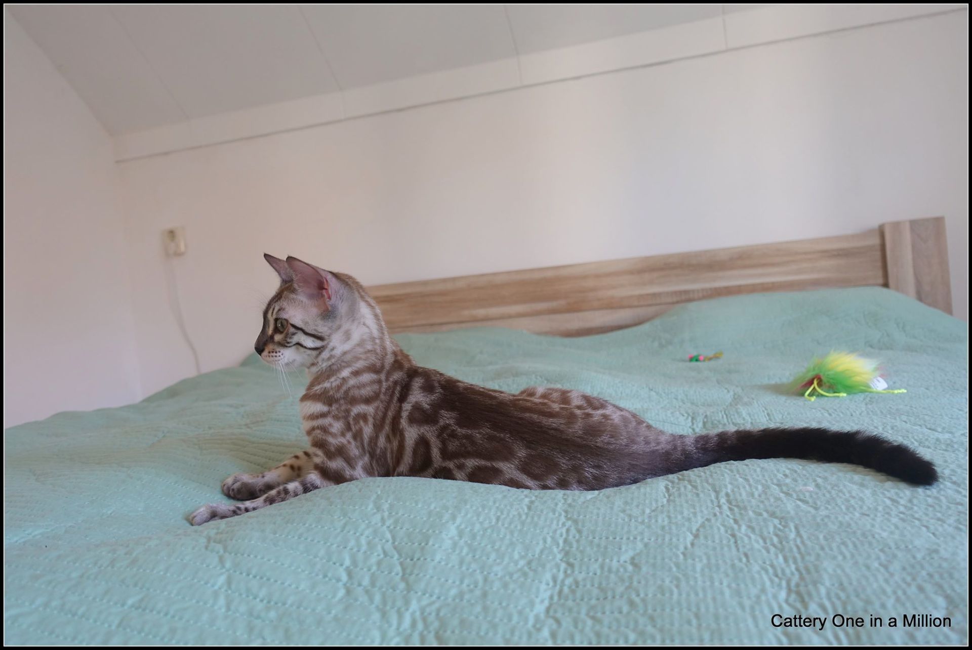 cattery one in a million- river