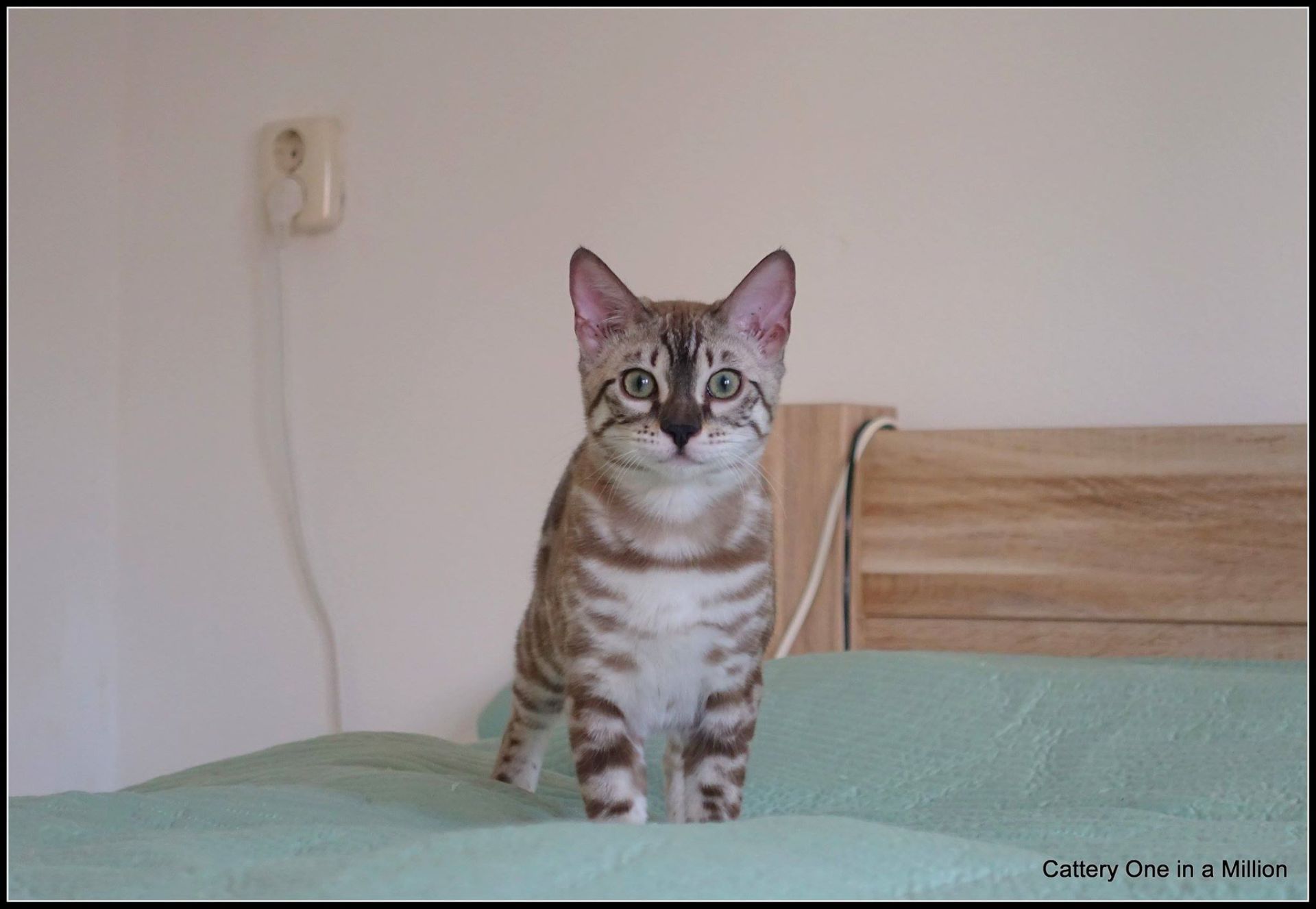 cattery one in a million- river