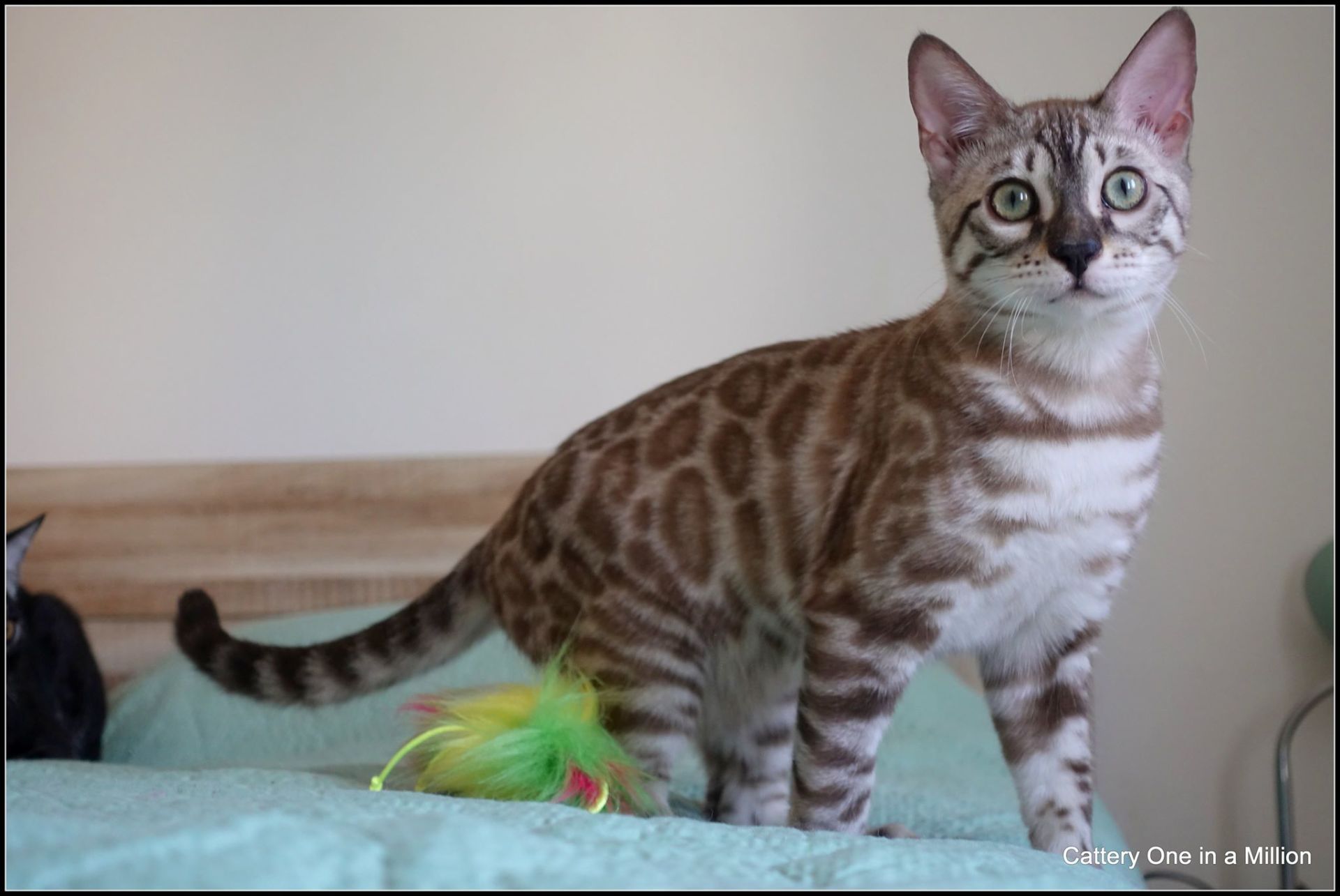 cattery one in a million- river