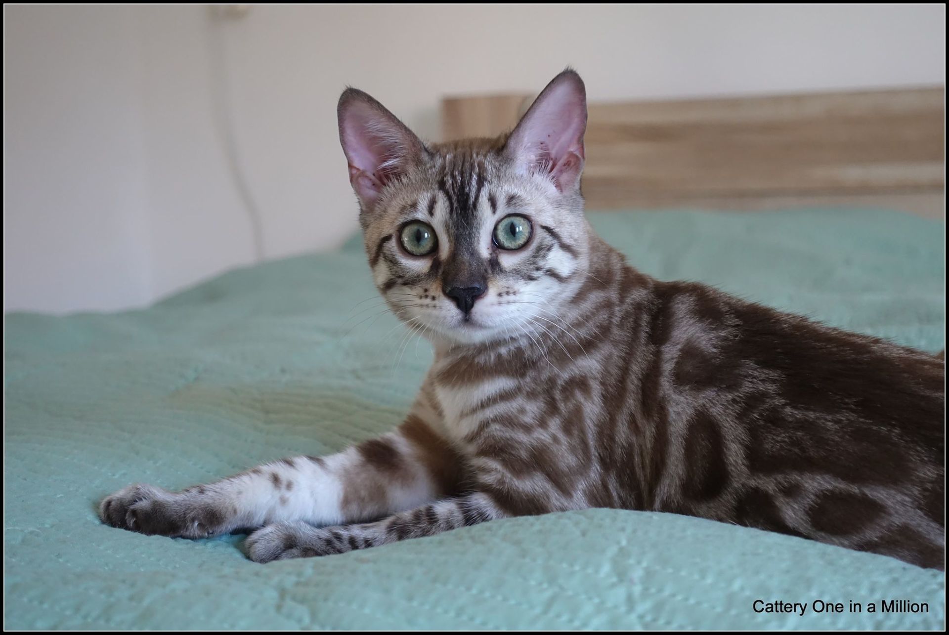 cattery one in a million - de sneeuwbengaal