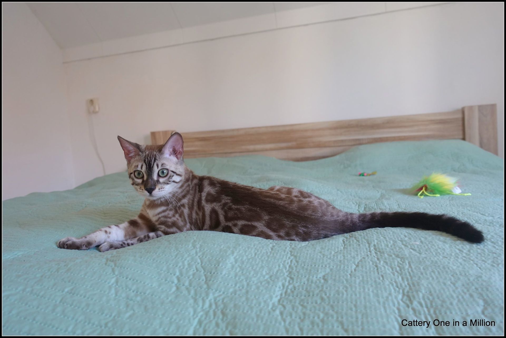 cattery one in a million- river
