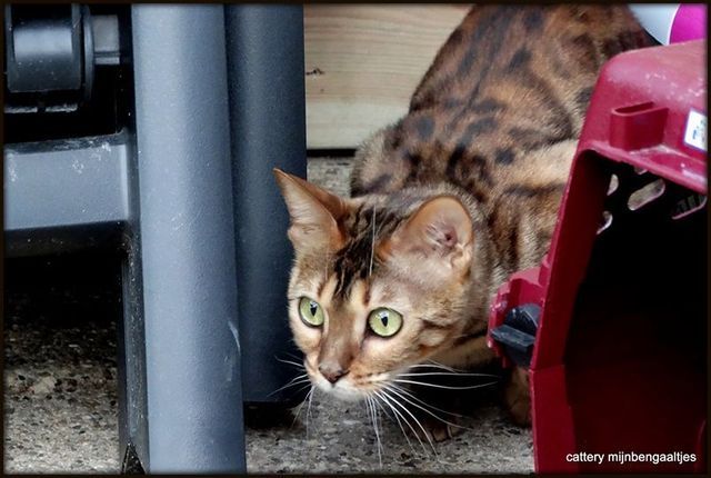 cattery One in a Million