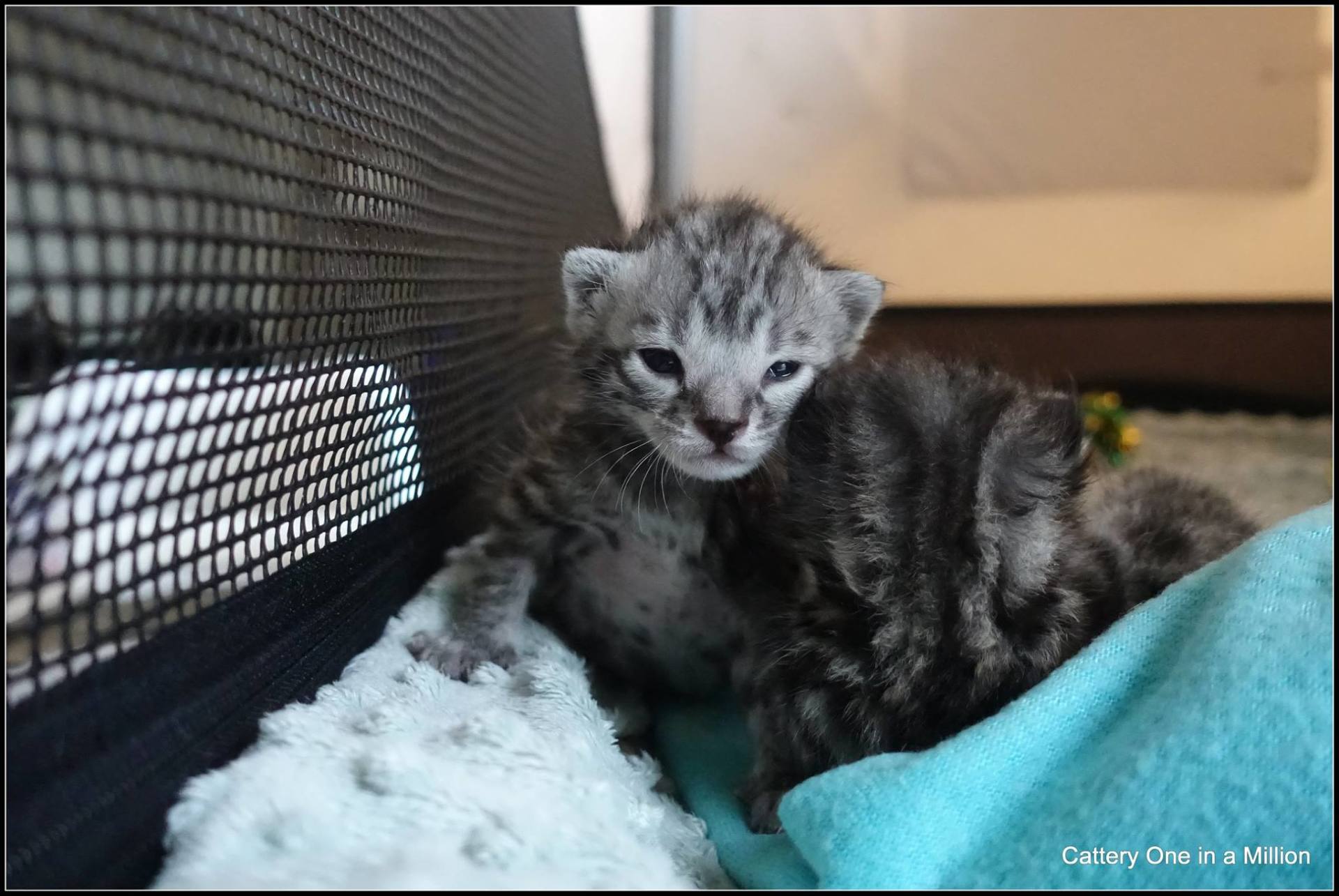 cattery one in a million - Flint