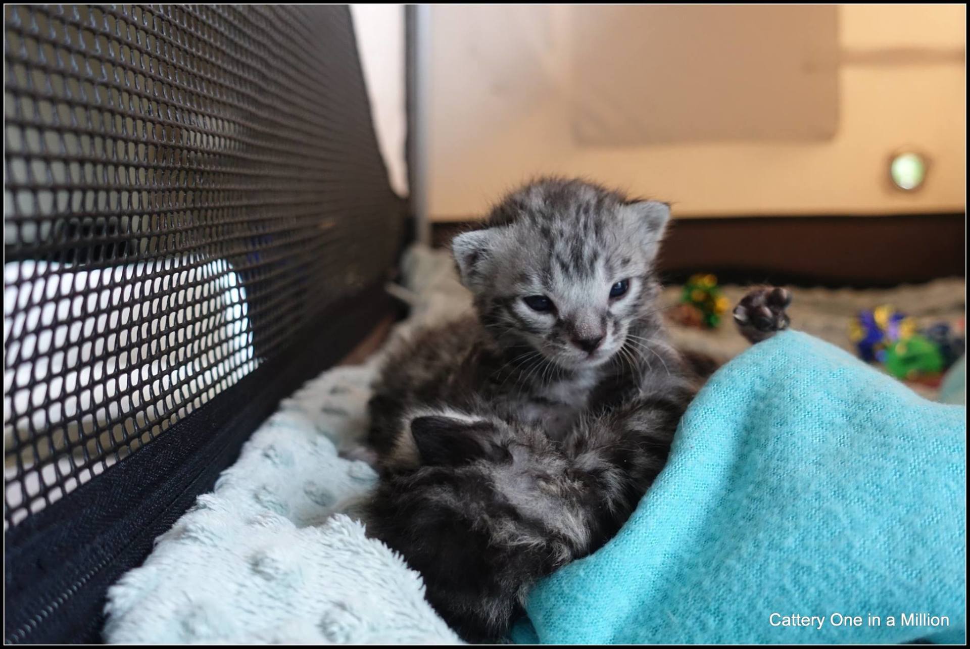 cattery one in a million - Flint