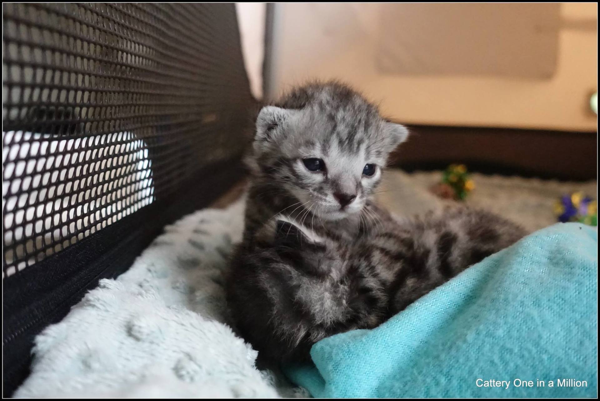 cattery one in a million - Flint