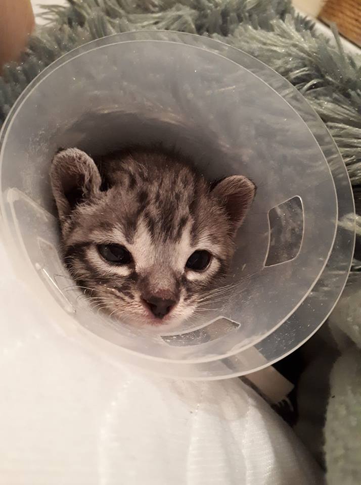cattery one in a million - Flint