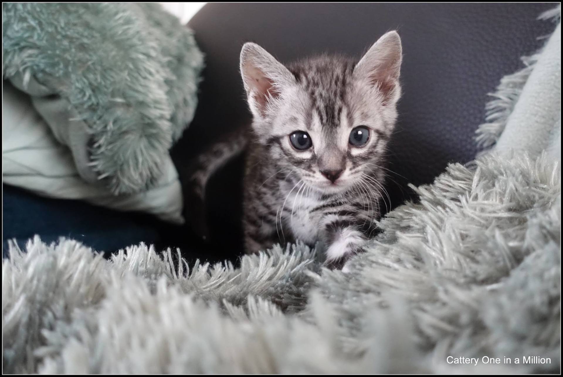 cattery one in a million - Flint