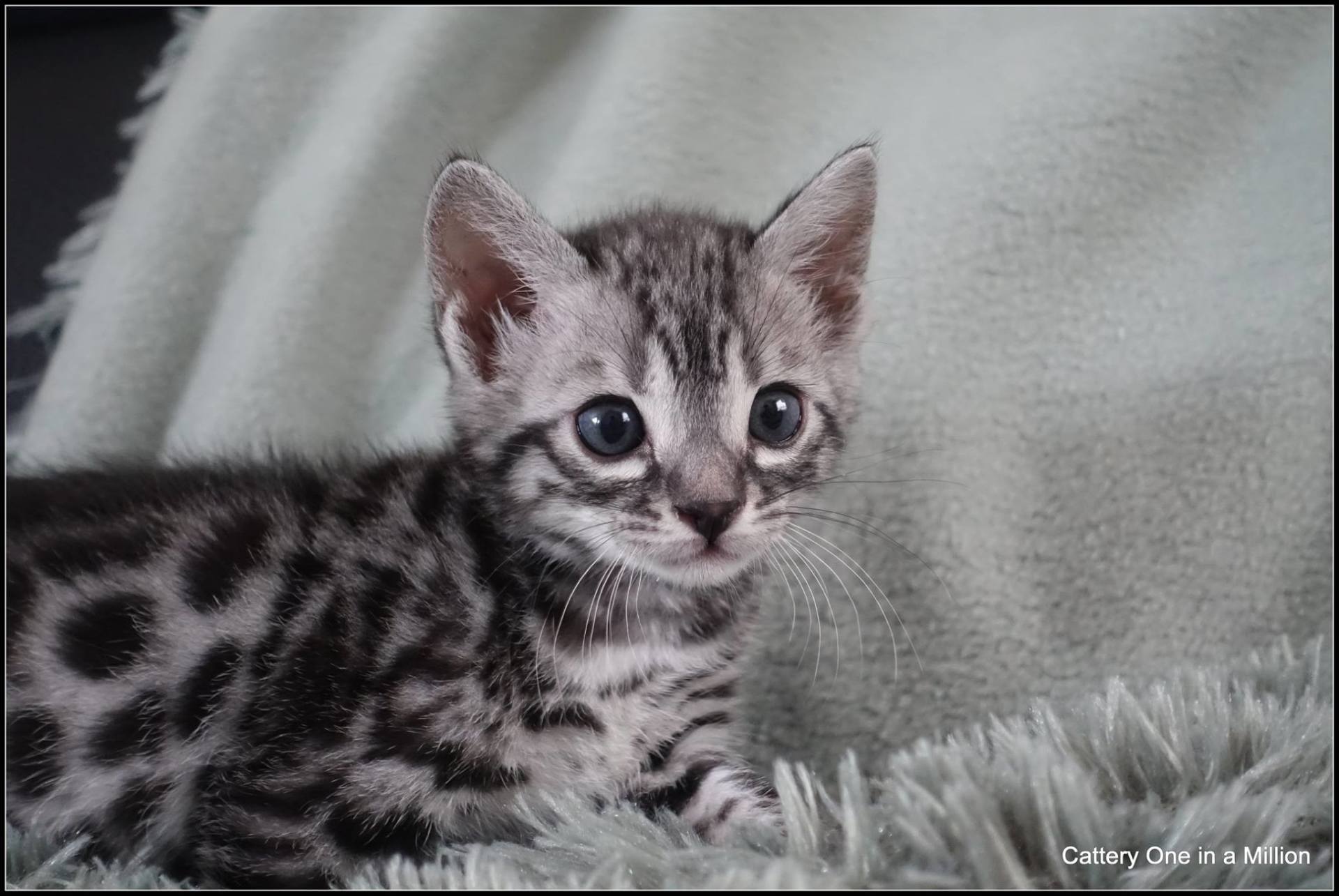 cattery one in a million - Flint