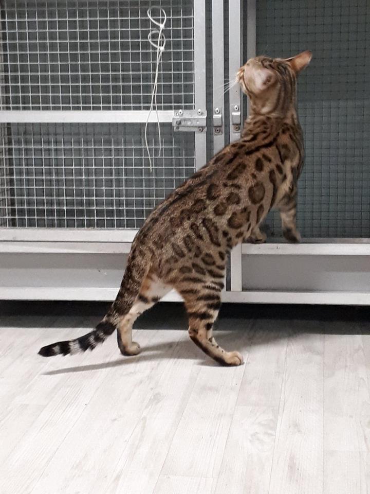 cattery one in a million- whisper