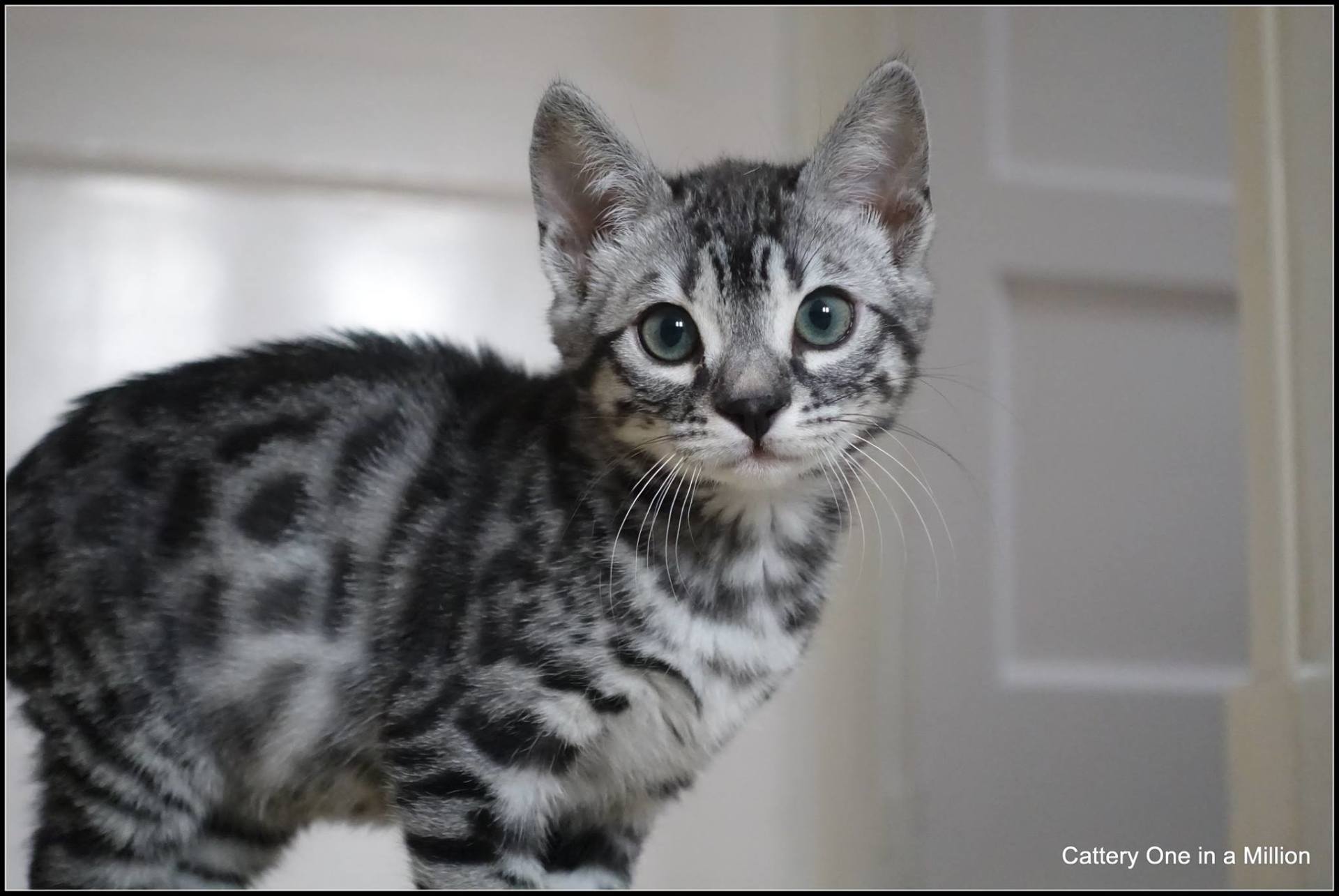 cattery one in a million - Flint