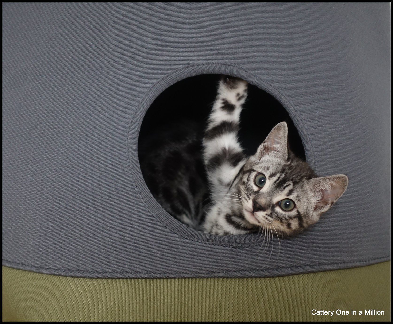 cattery one in a million - Flint