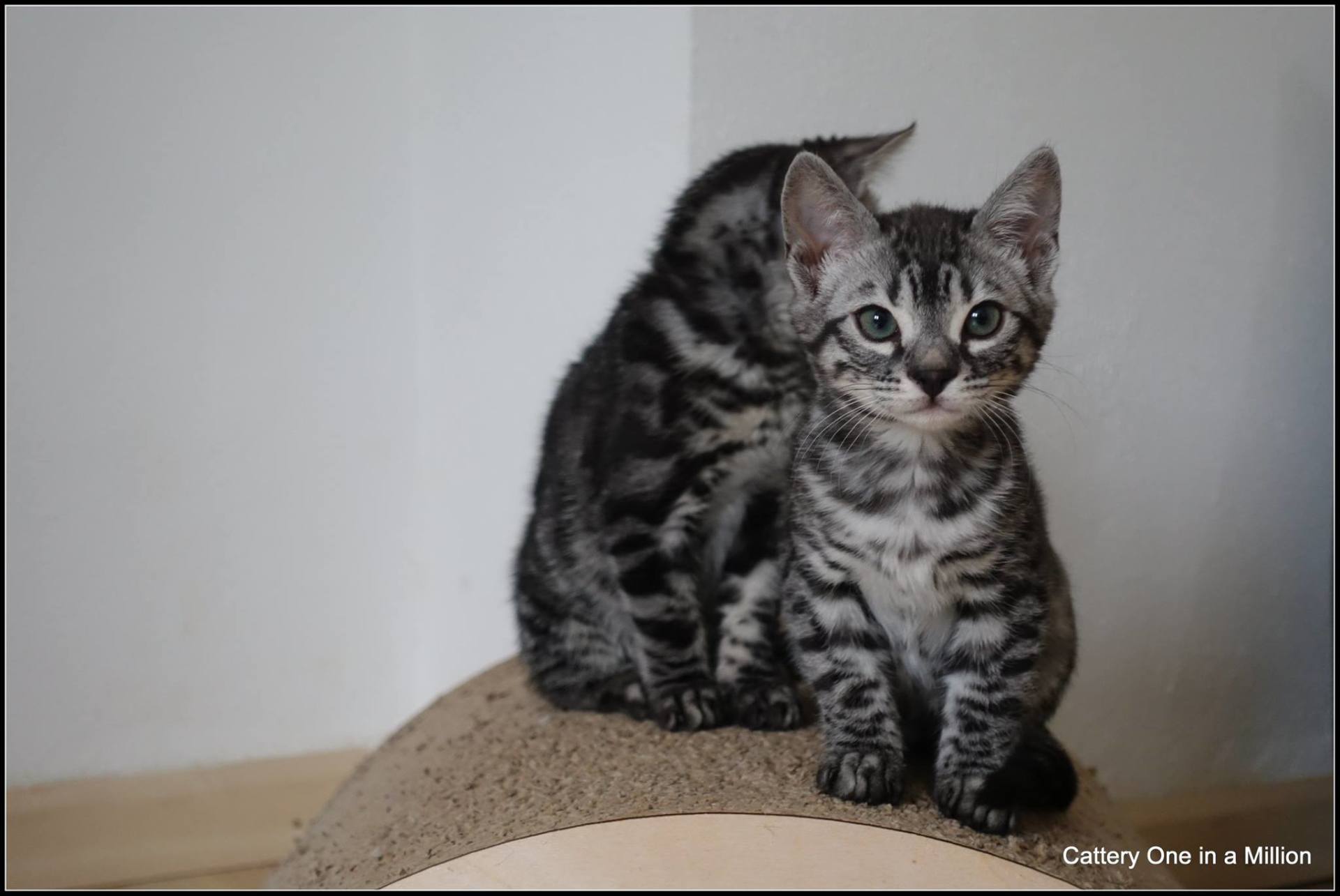 cattery one in a million - Flint