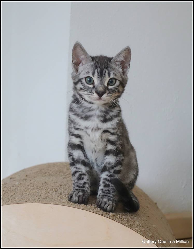 cattery one in a million - Flint