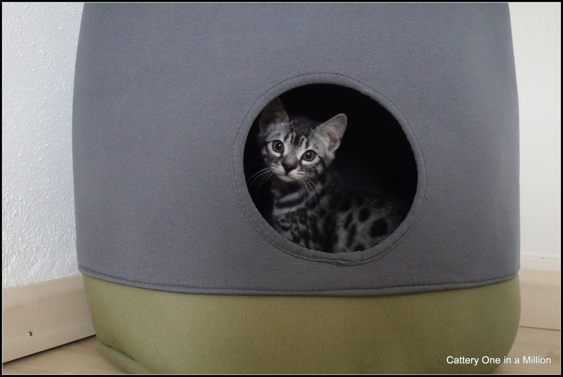 cattery one in a million - Flint
