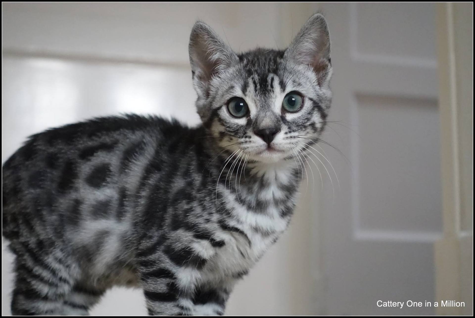 cattery one in a million - Flint